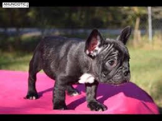 Cachorros de Bulldog Franc&eacute;s listos para adopci&oacute;n