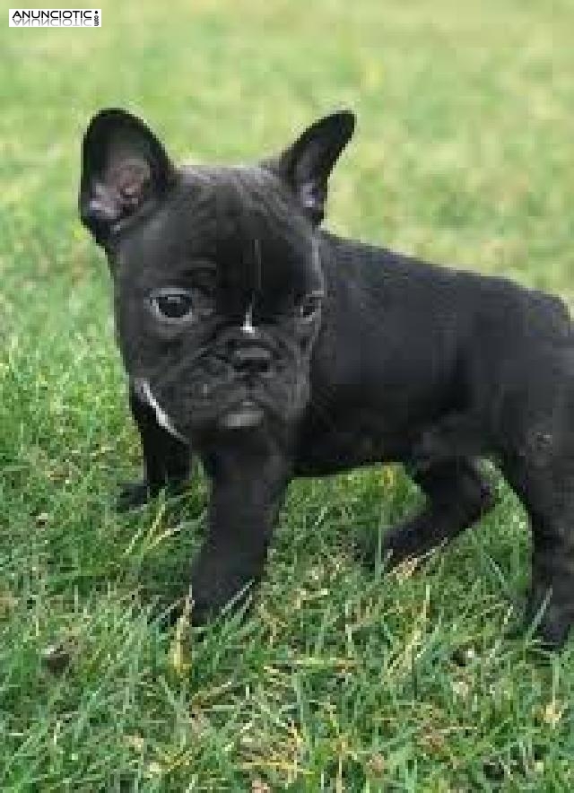 Cachorros de Bulldog Franc&eacute;s listos para adopci&oacute;n