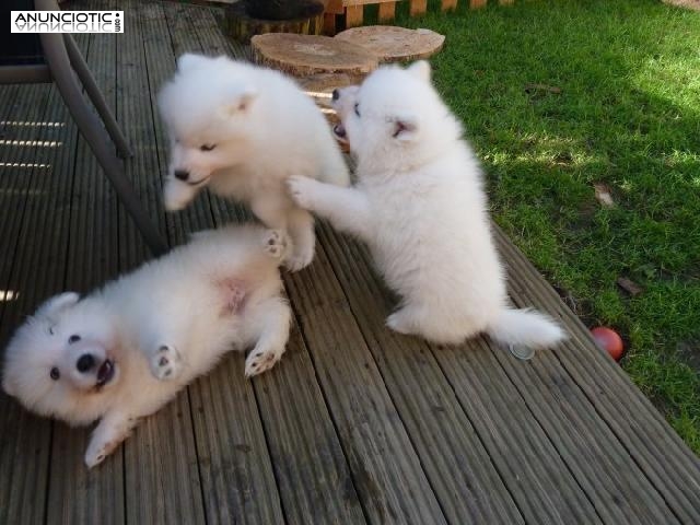 Cachorros de pura raza Samoyedo para adopci&oacute;n