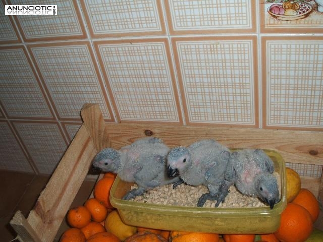 Calidad f&eacute;rtiles loro huevos, piensos de aves y loros disponible.