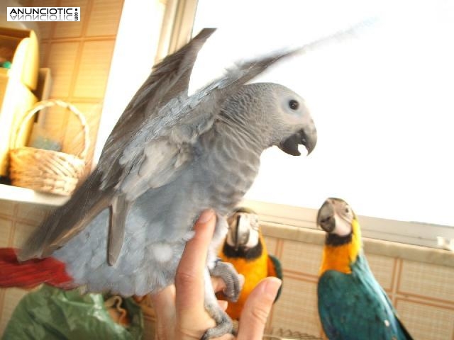 Calidad f&eacute;rtiles loro huevos, piensos de aves y loros disponible.