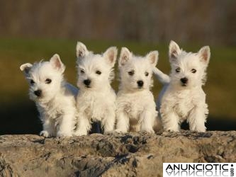 lindos hermosos west highland terrier para su aprobaci&oacute;n.