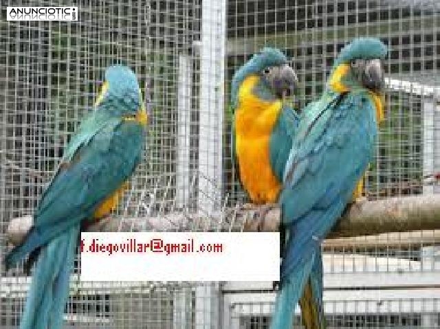 loros Guacamayo gratuitos para adopci&oacute;n