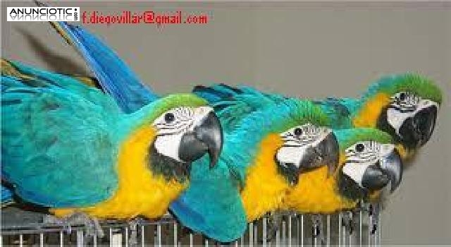 loros Guacamayo gratuitos para adopci&oacute;n