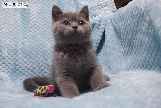 gatito de pelo corto ingl&eacute;s masculino y femenino de aspecto perfecto