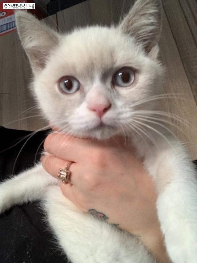 gatito de pelo corto ingl&eacute;s masculino y femenino de aspecto perfecto