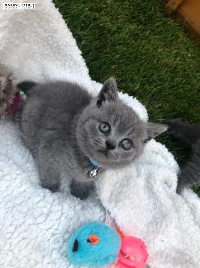 gatito de pelo corto ingl&eacute;s masculino y femenino de aspecto perfecto
