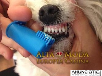 Limpieza Dental en Perros PequeÃ±os