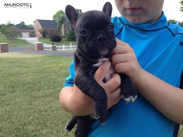 Cachorros Bulldog Franc&eacute;s Disponibles