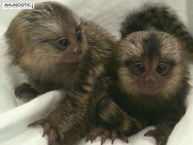 Monos tit&iacute; de dedo beb&eacute; para adopci&oacute;n.,-.