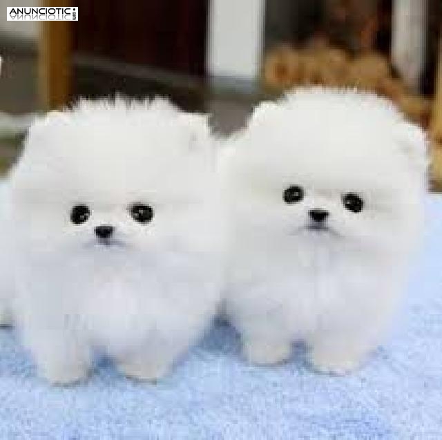 Cachorros puros de pomerania para la adopci&oacute;n