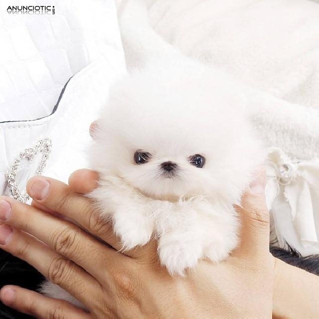 Taza de t&eacute; encantadora Pomerania cachorr