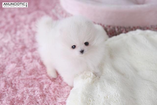 LUL&Uacute; POMERANIA TOY