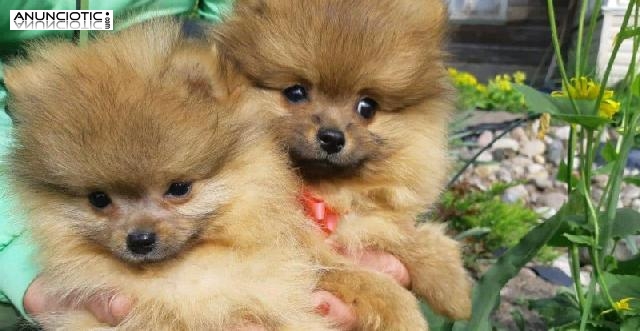 LUL&Uacute; POMERANIA TOY