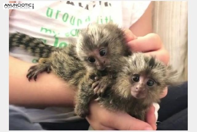 Monos tití bebé para adopción.