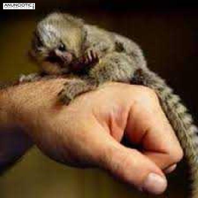 Monos tit&iacute; beb&eacute; para adopci&oacute;n.