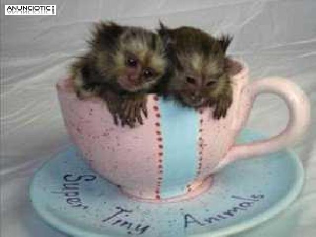 Monos tit&iacute; beb&eacute; para adopci&oacute;n.