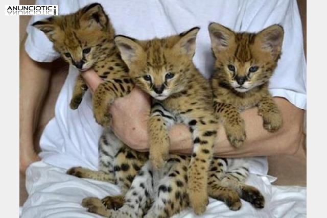 Gatitos F1 Savannah para adopci&oacute;n