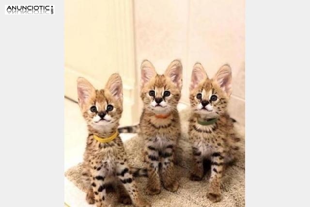 Gatitos F1 Savannah para adopci&oacute;n