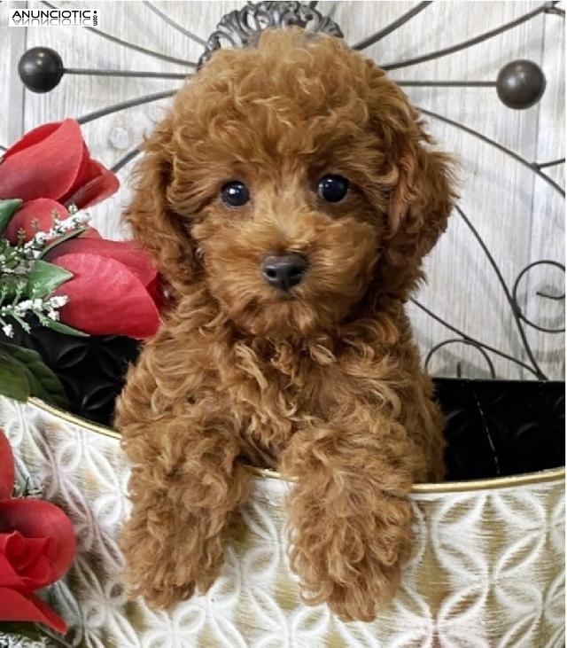 ((+34634073687)) poodle puppies for sale .........