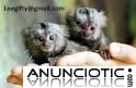 dedo monos tit&iacute; beb&eacute; para adopci&oacute;n