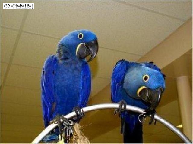 Lindo Azul Macaw loros est&aacute; buscando para el hogar