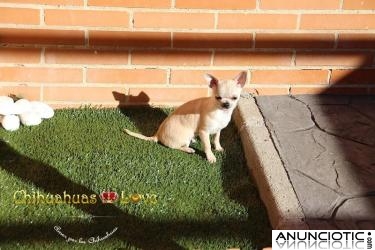 Chihuahuas Peque&Atilde;&plusmn;os