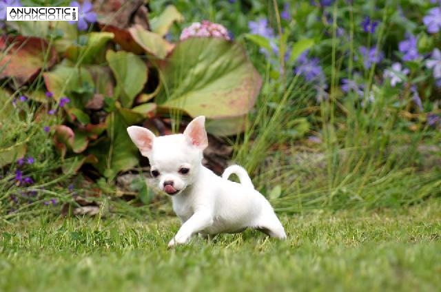 Chihuahuas miniaturas altamente seleccionados