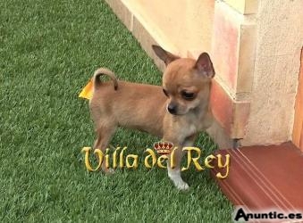 Extraordinaria Chihuahua de Bolsillo