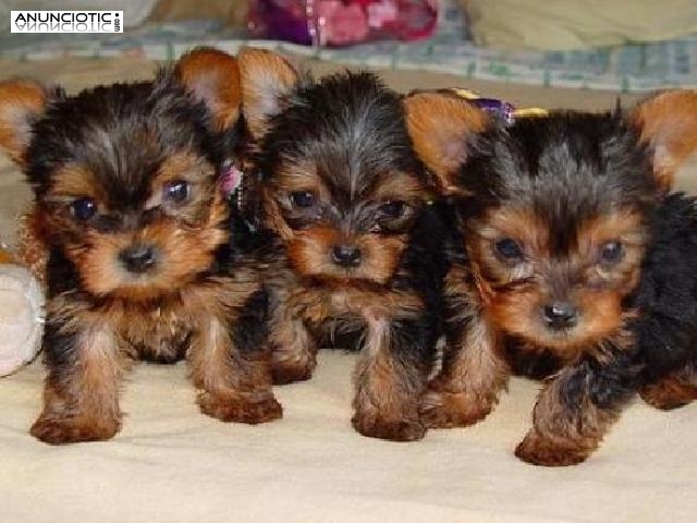 Yorkies taza de t&eacute; disponibles para los hogares de Navidad 
