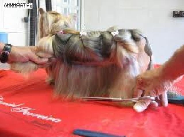 CURSO PELUQUERIA Y EDUCACION PERROS con pr&aacute;cticas, matr&iacute;cula GRATIS. 