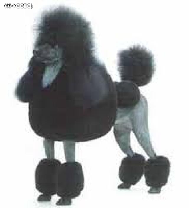 CURSO PELUQUERIA Y EDUCACION PERROS con pr&aacute;cticas, matr&iacute;cula GRATIS. 