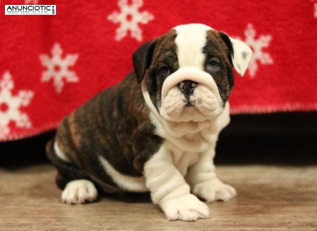 Hermosos cachorros de bulldog ingl&eacute;s para adopci&oacute;n