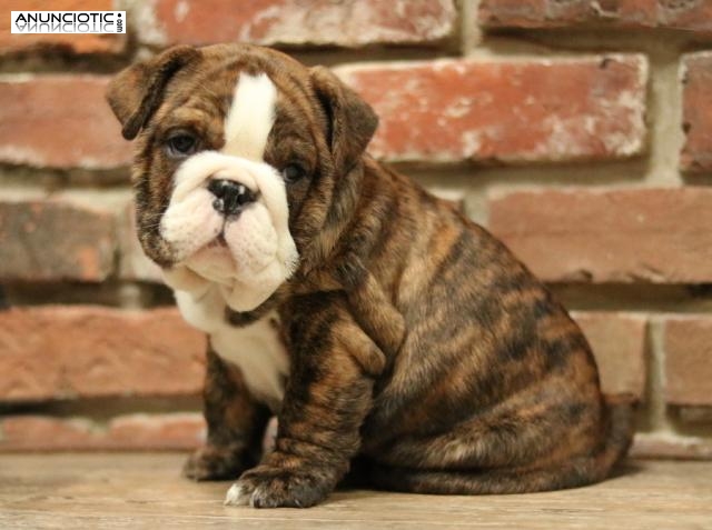 Hermosos cachorros de bulldog ingl&eacute;s para adopci&oacute;n