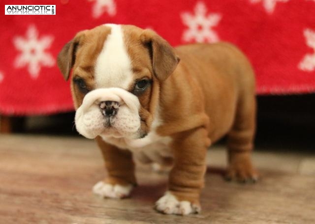 Hermosos cachorros de bulldog ingl&eacute;s para adopci&oacute;n