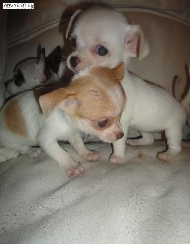 Dos Chihuahua cachorros disponibles ahora