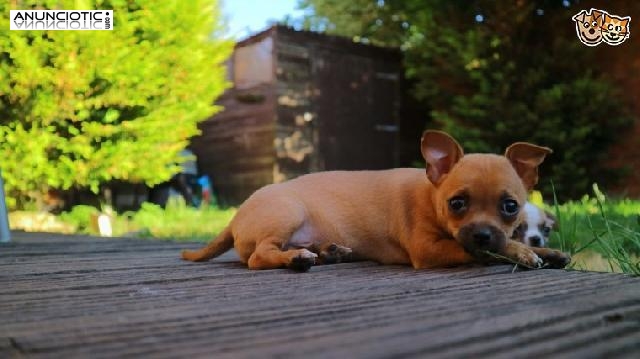 Burundanga,Mefedrone, ketamina, MDMA,mdpv, coca&iacute;na