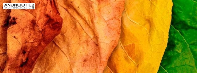  Hoja de Tabaco Natural. Virginia Premium. 633438735