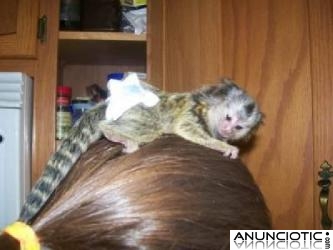 Monos tit&iacute; beb&eacute; en adopci&oacute;n