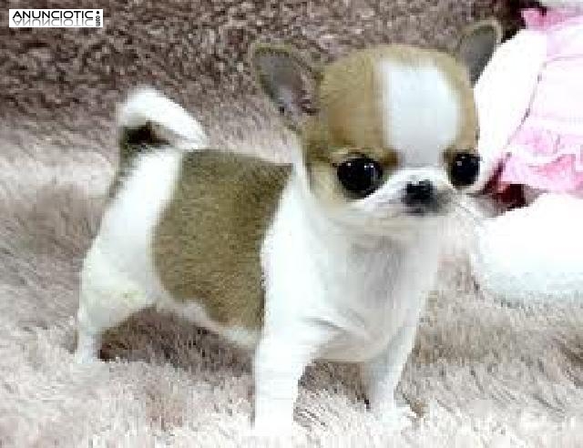 Registrados Chihuahua cachorros  con pedigr&iacute;es