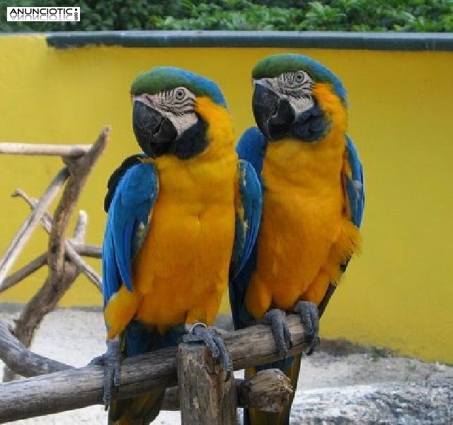 Guacamayo loros para su aprobaci&oacute;n.