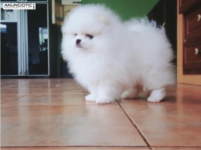 Cachorros Pomeranian blancos para la adopci&oacute;n
