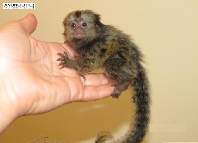  Domesticar monos tit&iacute; para su familia  