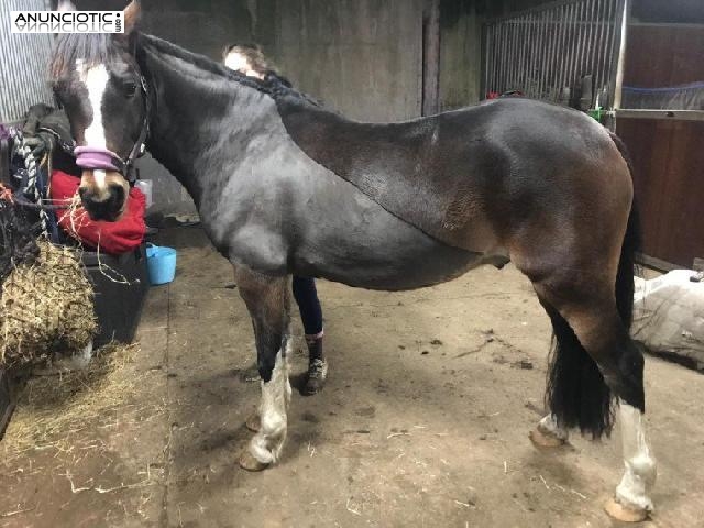 En Venta 14hh Welsh Pony 8 A&ntilde;os