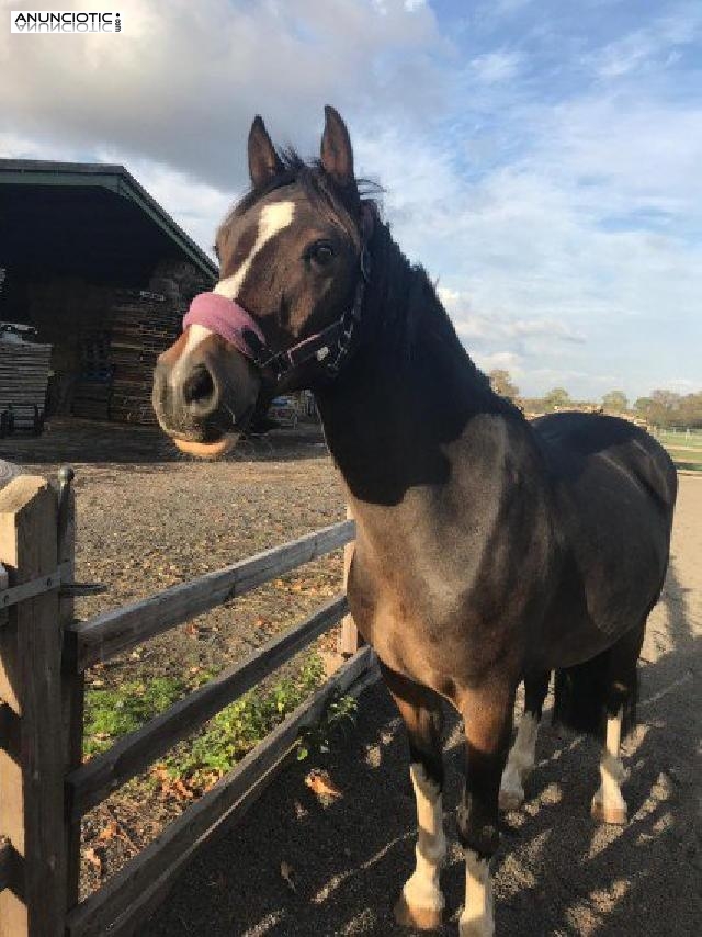 En Venta 14hh Welsh Pony 8 A&ntilde;os