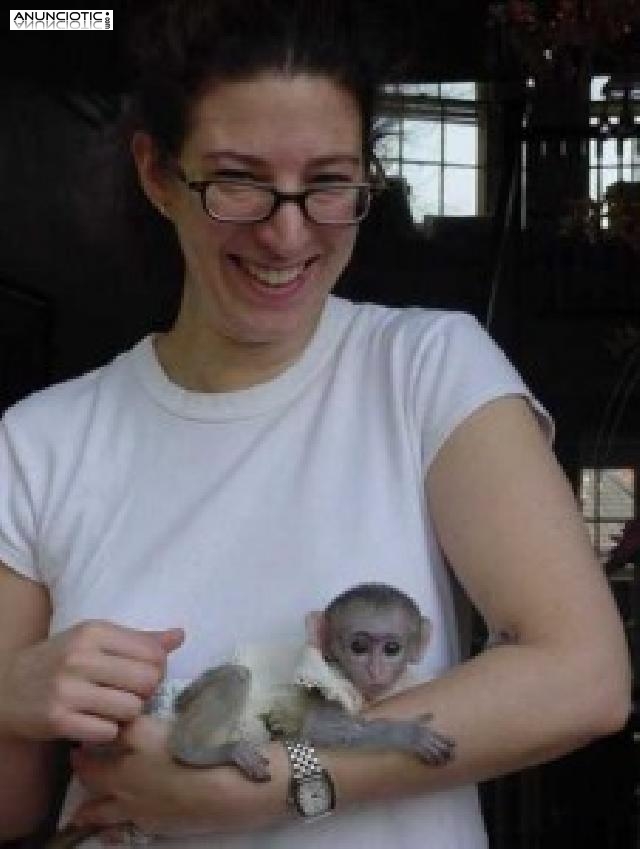 			Monos capuchinos encantadores para la adorci&oacute;n