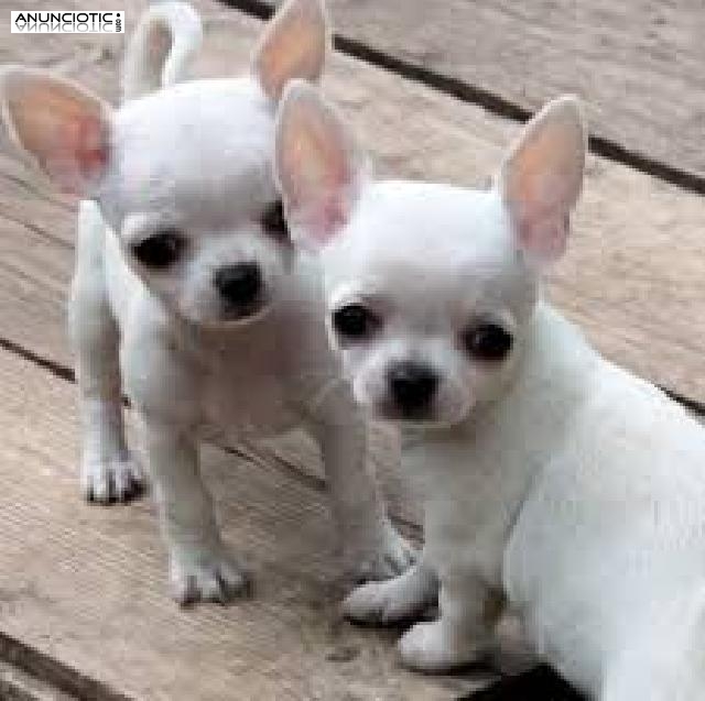 Cachorros de chihuahua para adopci&oacute;n.