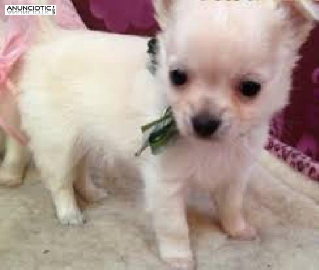 Cachorros de chihuahua para adopci&oacute;n.