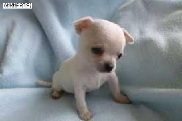 Cachorros de chihuahua para adopci&oacute;n.