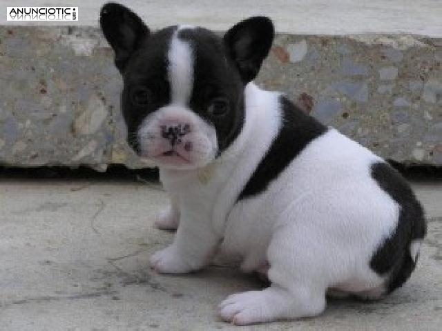 Hermoso bulldog franc&eacute;s macho y hembra disponible